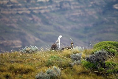 Patagonia, Arjantin için Magellan kaz (Chloephaga picta)