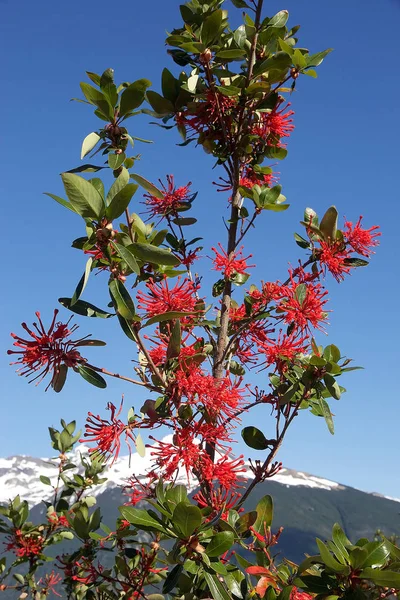 Rode bloemen in Patagonië, Argentinië — Stockfoto