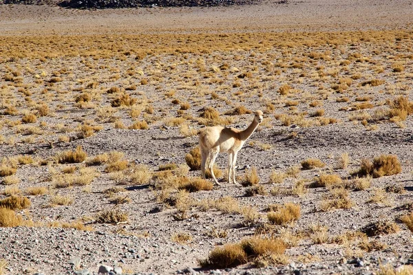Vicuna in the Puna de Atacama, Αργεντινή — Φωτογραφία Αρχείου
