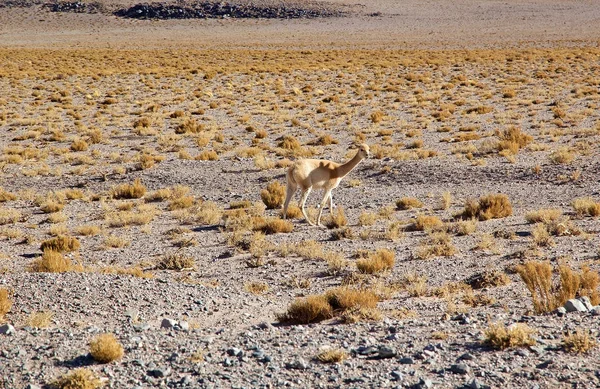 Vicuna no Puna de Atacama, Argentina — Fotografia de Stock