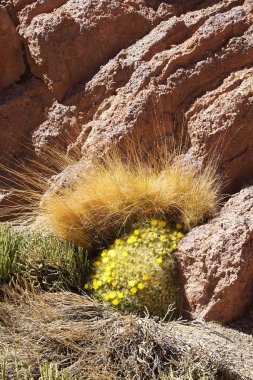 Puna de Atacama 'daki Kanyon, Arjantin