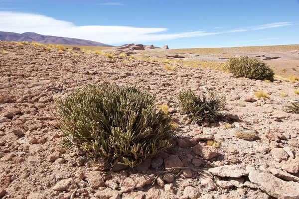 Puna de Atacama Çalı, Arjantin — Stok fotoğraf