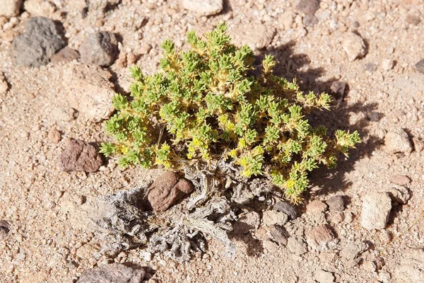 Shrub in the Puna de Atacama, Argentina — 스톡 사진