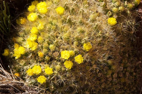Fleurs en Puna de Atacama, l'Argentine — Photo