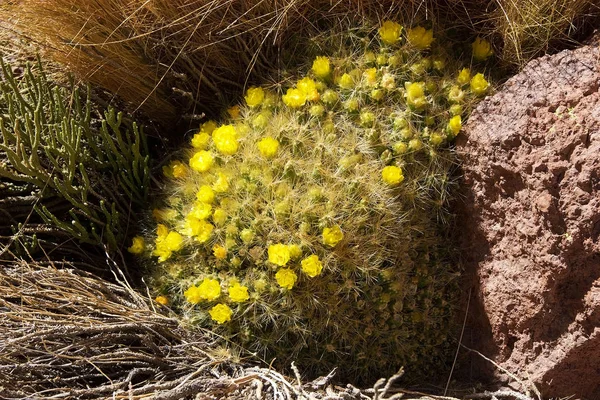 アルゼンチンのプナ・デ・アタカマに花。 — ストック写真