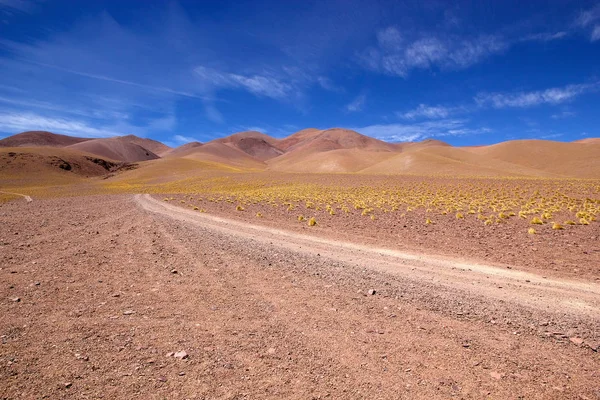 Пейзаж с перьевой травой в Пуна-де-Атакама, Аргентина — стоковое фото