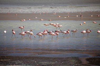 Arjantin 'in Puna de Atacama eyaletindeki Catamarca eyaletinde Laguna Grande