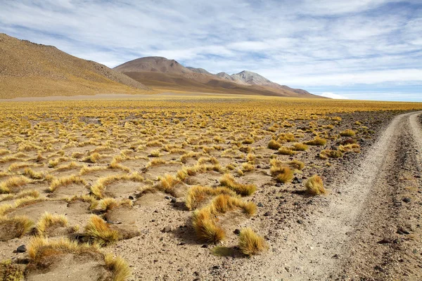 Желтое поле, перуанская трава в Пуна-де-Атакама, Аргентина — стоковое фото
