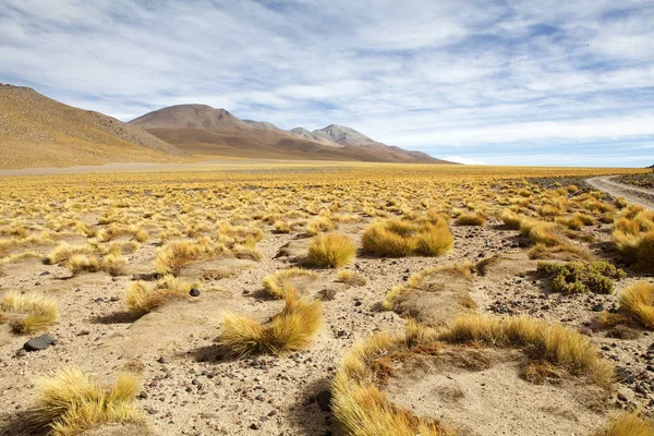 Żółte pole, peruwiańska trawa piórowa w Puna de Atacama, Argentyna — Zdjęcie stockowe