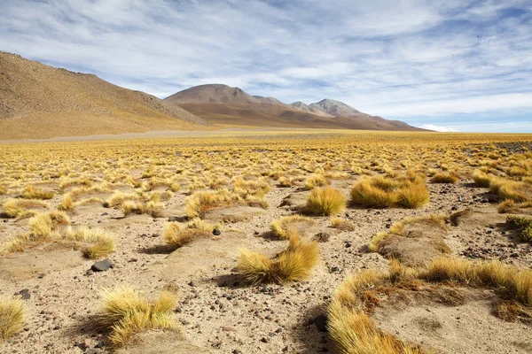 Желтое поле, перуанская трава в Пуна-де-Атакама, Аргентина — стоковое фото