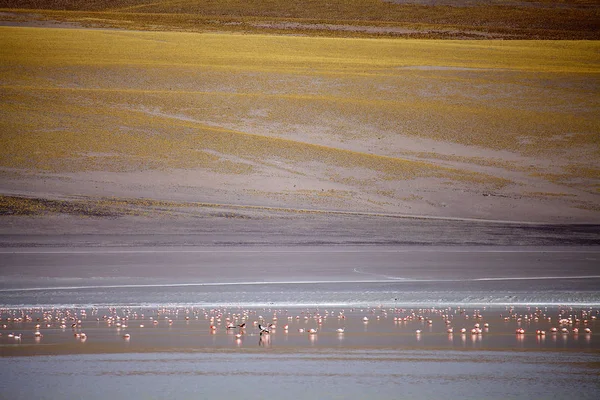 Laguna grande in der katamarca provinz an der puna de atacama, argentina — Stockfoto