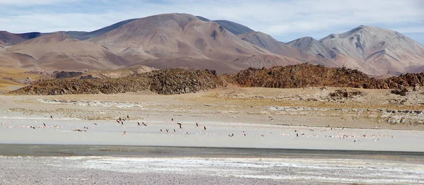 Laguna Grande in the Catamarca Province at Puna de Atacama, Argentina — Stock Photo, Image