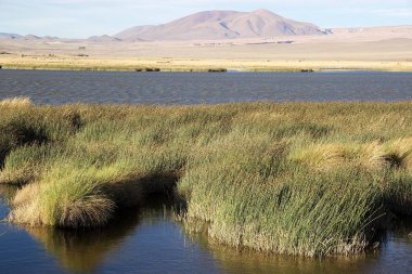 Arjantin 'in Pucara de La Alşemera yakınlarında bir göl. Puna de Atacama, Şili ve Arjantin 'in kuzeyindeki And Dağları' nda bulunan kurak bir platodur. Arjantin 'in Puna bölgesi Salta, Jujuy ve Catamarca illerine genişletilmiştir.