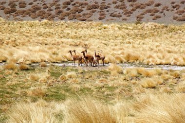 Quebrada del Diablo boyunca Puna de Atacama, Arjantin 'de. Puna de Atacama, Şili ve Arjantin 'in kuzeyindeki And Dağları' nda bulunan kurak bir platodur. Arjantin 'in Puna bölgesi Salta, Jujuy ve Catamarca illerine genişletilmiştir.