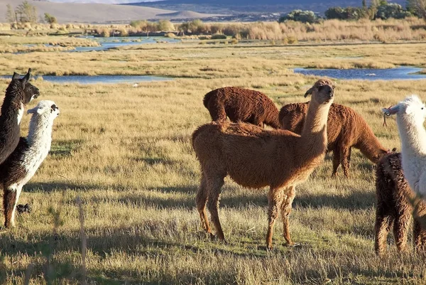 Lhamas Lagoa Perto Pucara Alumbrera Argentina Puna Atacama Planalto Árido — Fotografia de Stock