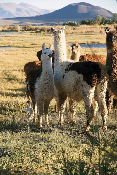 Las Llamas Laguna Cerca Pucara Alumbrera Argentina Puna Atacama Una — Foto de Stock