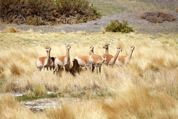 アルゼンチンのプナ アタカマにあるケブラダ ディアブロ沿いのヴィクーナス アタカマ Puna Atacama はチリ北部とアルゼンチンのアンデス山脈にある乾燥した高原である アルゼンチンでプナの領土は サルタ 7月とカタマルカの州で拡張されています — ストック写真