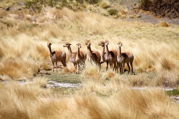 Vicunas Langs Quebrada Del Diablo Puna Atacama Argentinië Puna Atacama — Stockfoto