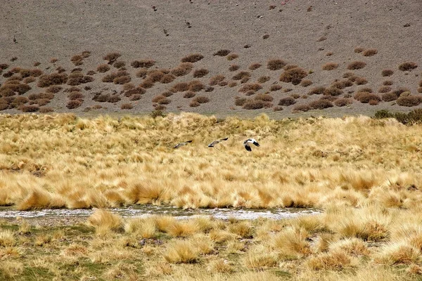 Uccelli Alla Puna Atacama Argentina Puna Atacama Arido Altopiano Delle — Foto Stock