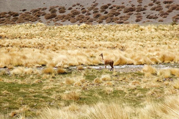 Vicuna Lungo Quebrada Del Diablo Presso Puna Atacama Argentina Puna — Foto Stock