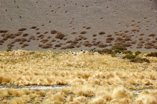 Πουλιά Στο Puna Atacama Αργεντινή Puna Atacama Είναι Ένα Άνυδρο — Φωτογραφία Αρχείου