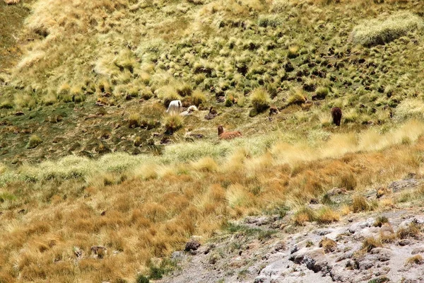 Alpacas Κοντά Στο Geyser Της Botijuela Στην Ηφαιστειακή Ζώνη Antofalla — Φωτογραφία Αρχείου