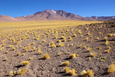 Arjantin, Puna de Atacama 'daki Arizaro Salar' ına giden yolun manzarası. Arizarolu Salar, Kuzey-Batı Arjantin 'de And Dağları' nın büyük bir tuz dairesidir ve 1600 kmq 'lık bir alanı kaplar.