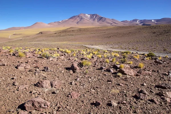 Road Salar Arizaro Puna Atacama Argentina Salar Arizaro Large Salt — Stock Photo, Image