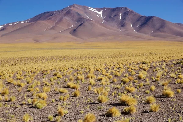 Krajobraz Wzdłuż Drogi Salar Arizaro Puna Atacama Argentyna Salar Arizaro — Zdjęcie stockowe