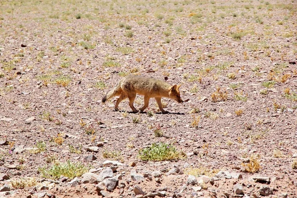 Raposa Pampa Salar Arizaro Puna Atacama Argentina Raposa Pampa Pode — Fotografia de Stock