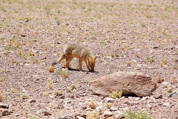 Raposa Pampa Salar Arizaro Puna Atacama Argentina Raposa Pampa Pode — Fotografia de Stock