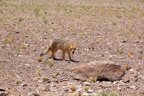 在阿根廷阿塔卡马角的阿里萨罗的Salar 潘帕狐狸 在阿根廷北部和中部 乌拉圭 玻利维亚东部 巴拉圭和巴西南部都能找到斑马狐狸 — 图库照片