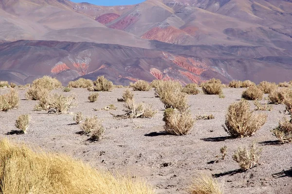 Krajina Geyser Ojos Del Campo Salar Antofalla Puna Atacama Argentina — Stock fotografie