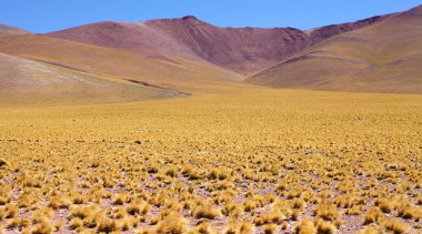Arjantin, Puna de Atacama 'da Peru tüy otu, jarava ichu. Puna de Atacama, Şili ve Arjantin 'in kuzeyindeki And Dağları' nda bulunan kurak bir platodur. Arjantin 'in Puna bölgesi Salta, Jujuy ve Catamarca illerine genişletilmiştir.