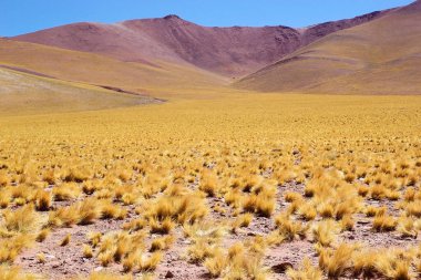 Arjantin, Puna de Atacama 'da Peru tüy otu, jarava ichu. Puna de Atacama, Şili ve Arjantin 'in kuzeyindeki And Dağları' nda bulunan kurak bir platodur. Arjantin 'in Puna bölgesi Salta, Jujuy ve Catamarca illerine genişletilmiştir.