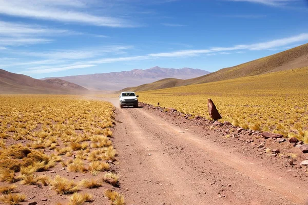 Автомобиль Вдоль Дороги Перьевой Травой Jarava Ichu Puna Atacama Аргентина — стоковое фото