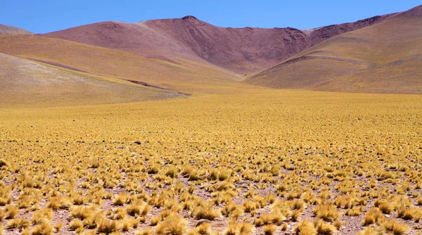 Peruwiańska Trawa Pierzasta Jarava Ichu Puna Atacama Argentyna Puna Atacama — Zdjęcie stockowe