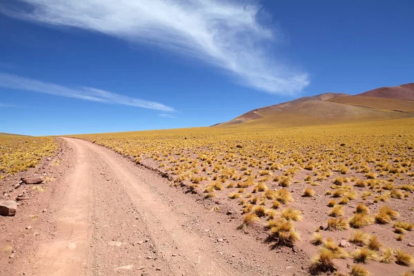 Peruánská Pírková Tráva Jarava Ichu Argentinské Puna Atacama Puna Atacama — Stock fotografie