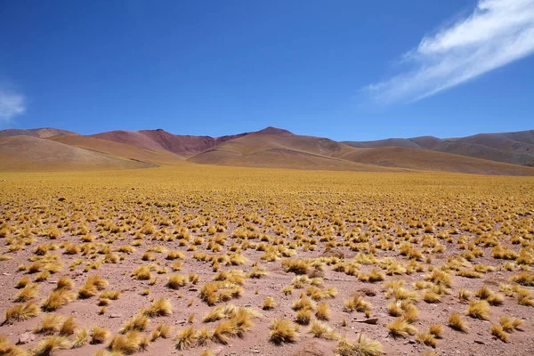 Peruanisches Federgras Jarava Ichu Der Puna Atacama Argentinien Puna Atacama — Stockfoto