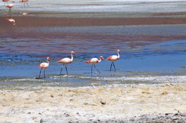Puna de Atacama 'daki Santa Maria Lagoon' daki flamingolar. Arjantin 'in arka planında Caraci Pampa volkanı var. Puna de Atacama, Şili ve Arjantin 'in kuzeyindeki And Dağları' nda bulunan kurak bir platodur. Arjantin 'de Puna' nın bölgesi 