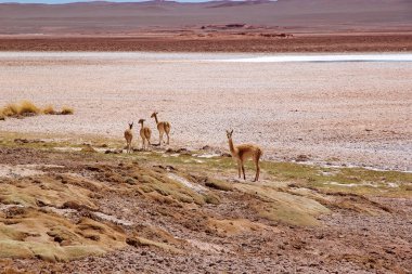 Arjantin 'in Puna kentindeki Tolar Grande kasabasını kapatan Ojos de Mar' daki Vicunas. Ojos de Mar, açık mavi gökyüzünün altında beyaz tuzlu çöl manzarasında mavi bir renkle karakterize edilen küçük su kütleleri grubudur.