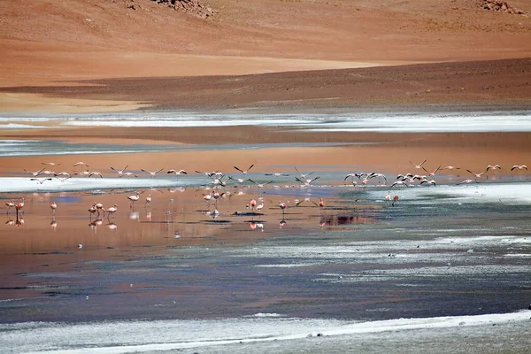 Flamingos Der Santa Maria Lagune Der Puna Atacama Mit Dem — Stockfoto