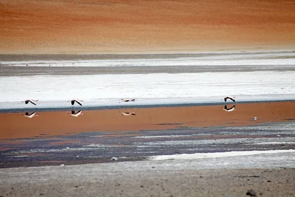 Flamingos Santa Maria Lagoon Puna Atacama Sopkou Caraci Pampa Pozadí — Stock fotografie