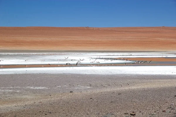 Flamingos Vid Santa Maria Lagunen Vid Puna Atacama Med Vulkanen — Stockfoto