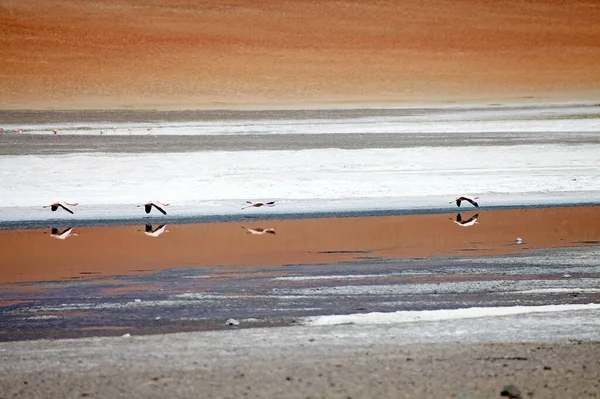 Flamingos Vid Santa Maria Lagunen Vid Puna Atacama Med Vulkanen — Stockfoto