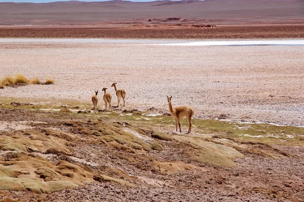 Vicunas Presso Ojos Mar Vicino Alla Città Tolar Grande Puna — Foto Stock