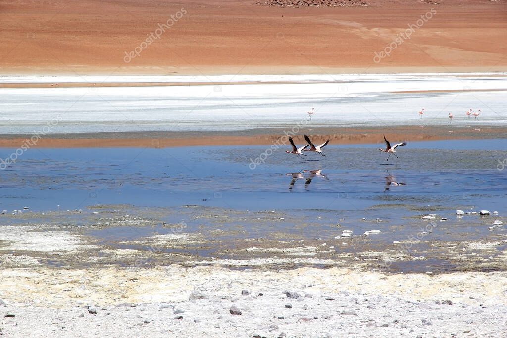 Flamingos at the Santa Maria Lagoon at the Puna de Atacama with volcano Caraci Pampa in the background, Argentina. Puna de Atacama is an arid high plateau in the Andes of northern Chile and Argentina. In Argentina Puna's territory is extended in the 