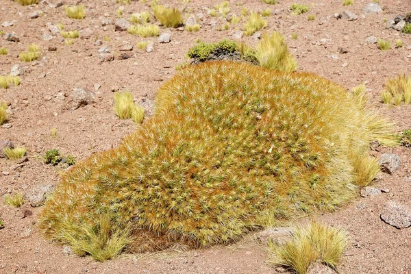 アルゼンチンのプナ アタカマに植物 アタカマ Puna Atacama はチリ北部とアルゼンチンのアンデス山脈にある乾燥した高原である アルゼンチンでプナの領土は サルタ 7月とカタマルカの州で拡張されています — ストック写真