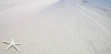 Deniz yıldızlı ve berrak sulu tropik plaj