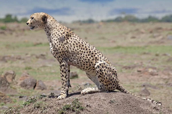 肯尼亚马赛马拉国家公园的非洲稀树草原上的猎豹 猎豹是世界上最凶猛的动物 — 图库照片